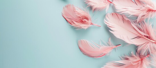Leinwandbilder - A flat lay composition featuring lovely pink feathers against a soft light blue backdrop with room for text in the copy space image.