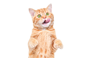 Wall Mural - Cute red kitten Scottish Straight licking its lips isolated on a white background