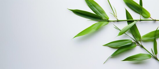 Wall Mural - A bamboo leaf on a white backdrop with copy space image.