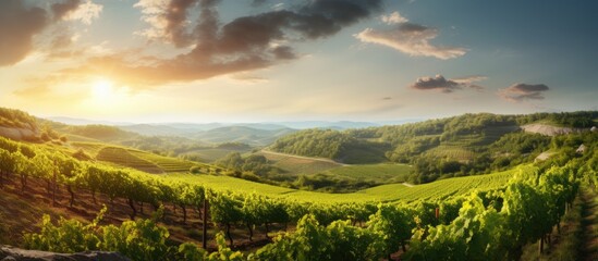 Aufkleber - Vineyard scenery with copy space image.