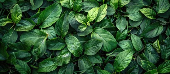 Aufkleber - Green leaves scattered on the lush green grass, creating a serene and refreshing environment with ample copy space image.