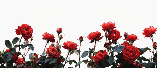 Poster - A bunch of vibrant red roses with a clear area for text or other elements in the image bush