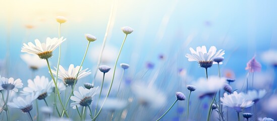 Aufkleber - Close-up macro image of beautiful wildflowers like chamomile and purple wild peas, with a butterfly among them in the morning haze. Wide landscape format with cool blue tones and copy space for an