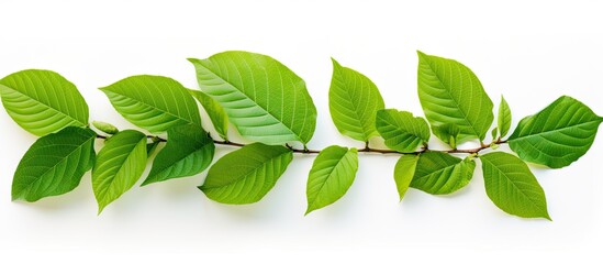 Aufkleber - Green foliage backdrop with a branch of Kratom leaves on a white isolated background, ideal for a copy space image.