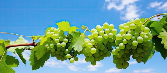 Poster - Cluster of grapes on the vine with lush green leaves, against a backdrop of clear blue sky, ideal for a copy space image.