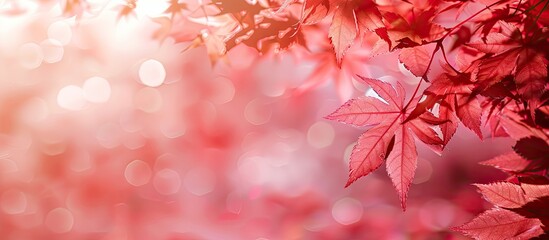 Wall Mural - Selective focus on red maple leaves with a blurred background, perfect as a copy space image.