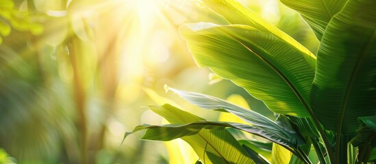 Canvas Print - Green leaf with sunlight in a garden setting provides an awe-inspiring nature view suitable as a background image featuring fresh greenery, plants, and space for text or graphics.