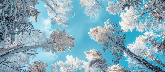 Wall Mural - Snow-covered tree branches against a clear blue sky with a view of the forest treetops, creating a serene and picturesque copy space image.