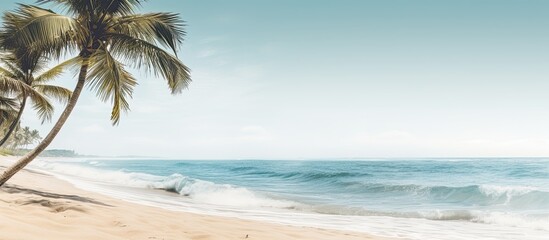 Poster - Aerial view of a sandy beach with palm trees and the ocean in the background, ideal for use in a design with copy space image.