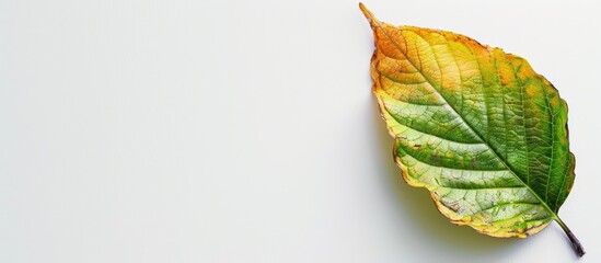 Fototapete - Leaf pattern against a plain white backdrop, providing ample copy space image.