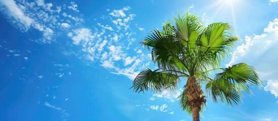Poster - Clear blue sky in the background with a palm tree, ideal for adding text or images (copy space image).