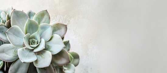 Aufkleber - A lovely echeveria plant is set against a soft, muted light gray backdrop, creating an elegant composition with copy space image.