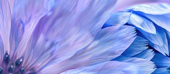 Leinwandbilder - Macro close-up of chicory texture with instant chicory background for a top view flat lay shot. Ample copy space image available.