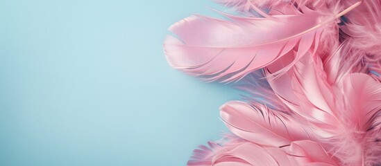 Poster - A flat lay composition featuring lovely pink feathers against a soft light blue backdrop with room for text in the copy space image.