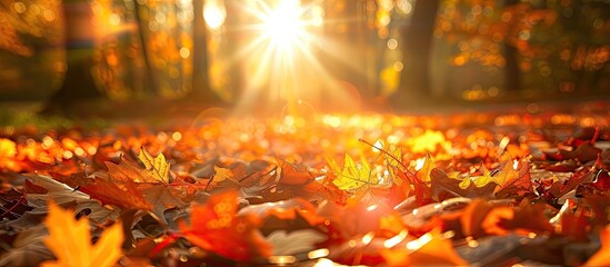 Poster - Bright sunshine illuminates fallen leaves in an autumn forest creating a picturesque scene with abundant copy space image.
