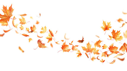 Autumn maple leaves blowing in the air. Movement and natural flow with isolated against transparent background.