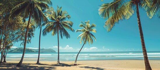 Wall Mural - Palm Cove featuring palm trees by the beachfront with copy space image.