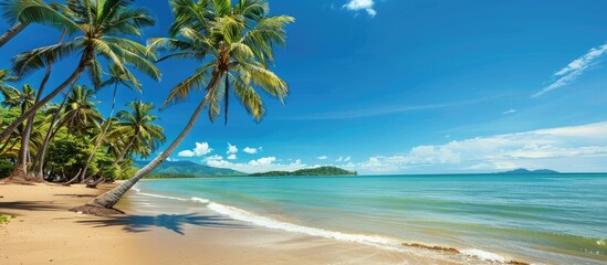 Poster - Palm Cove featuring palm trees by the beachfront with copy space image.