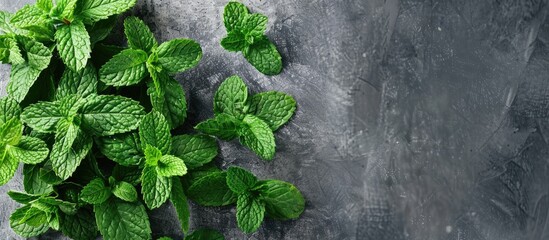 Aufkleber - Fresh mint leaves create an organic food concept with a copy space image.