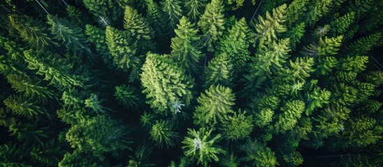 Poster - An aerial perspective of a wooded area featuring tall pine trees with a vast expanse of open sky, suitable for a copy space image.