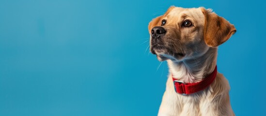 Poster - A lovely dog posing in a studio with a blue background, with ample copy space for designs or text.
