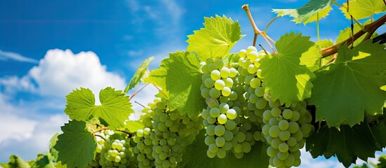 Poster - Cluster of grapes on the vine with lush green leaves, against a backdrop of clear blue sky, ideal for a copy space image.