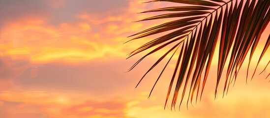 Poster - Copy space image of a palm leaf set against a beautiful sunset sky.