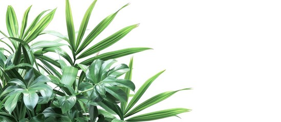 Leinwandbilder - Tropical plant in garden with white isolated background for copyspace image