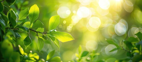 Fototapete - Bokeh background of green leaves in a garden morning scene perfect for banners or product display with copy space image