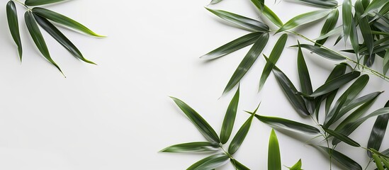 Wall Mural - White background showcases lush bamboo leaves on isolated bamboo branches copy space image