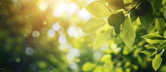 Poster - Beautiful nature with green leaves shown up close against a blurred background of trees and sunlight in a public garden ideal for wallpapers and backdrops due to the ample copy space image
