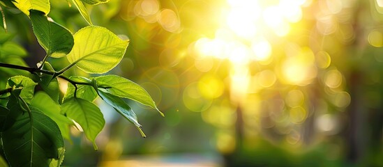 Wall Mural - Beautiful nature with green leaves shown up close against a blurred background of trees and sunlight in a public garden ideal for wallpapers and backdrops due to the ample copy space image