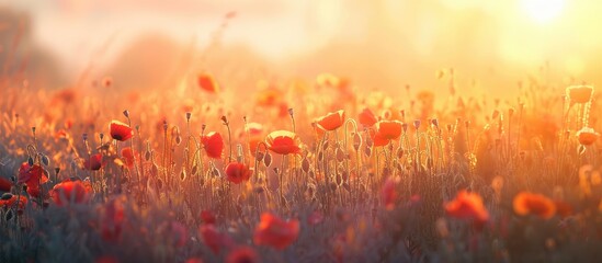 Leinwandbilder - Scenic meadow with stunning poppies under the setting sun ideal for a copy space image
