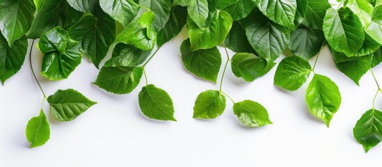 Poster - Vibrantly green leaves are a picturesque sight against a white background in a copy space image