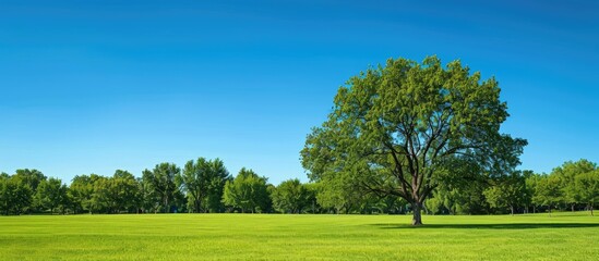Wall Mural - Park under a clear blue summer sky providing a perfect backdrop for a copy space image