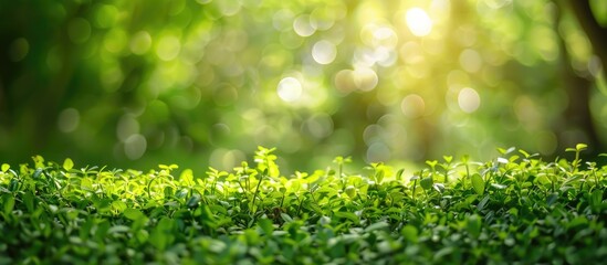 Poster - Lush green garden background with bokeh effect ideal for copy space image