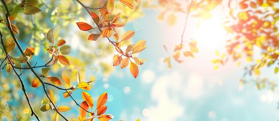 Poster - Vibrant leaves against a sunny sky with sunshine perfect for autumn and summer holidays ideal for adding text with copy space image