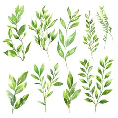 set of watercolor green sprigs and leaves on white background. hand drawn summer illustration for te