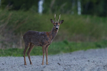 Roe deer (Capreolus capreolus) male standing in the farm field at night in spring