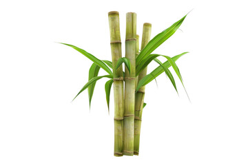 Sugarcane isolated on transparent background