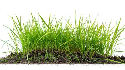 A photo of grass sprouting from a pile of dirt, showcasing nature's ability to thrive in unexpected places