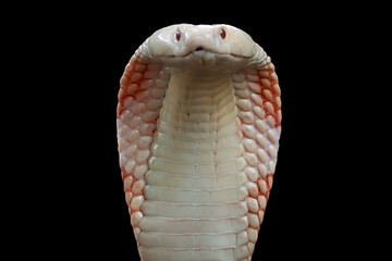 Wall Mural - lucy leucistic monocled cobra (naja kaouthia) closeup head. clooseup head naja kaouthia isolated on 