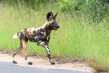 Sticker - African Wild Dog playing, running and searching for food, in the Kruger National Park in South Africa