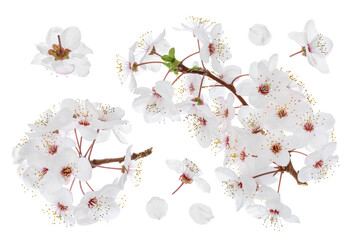 Wall Mural - cherry flowers isolated on white background. Top view. Flat lay