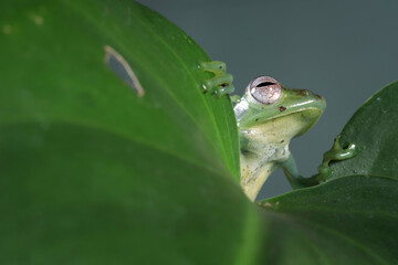 Wall Mural - Rhacophorus dulitensis closeup on leaf, Jade tree frog closeup on green leaves