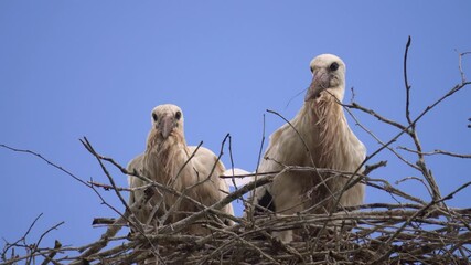 Static low angle shot of young white storks in wooden branch nest, Latvia