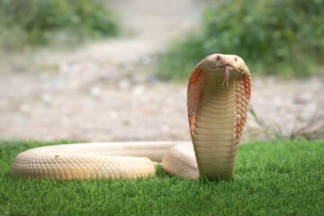Wall Mural - lucy leucistic monocled cobra (naja kaouthia) on the green grass. white body snake that is spreading
