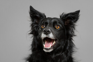 Wall Mural - a black border collie dog close up head portrait in the studio on a grey background looking happy