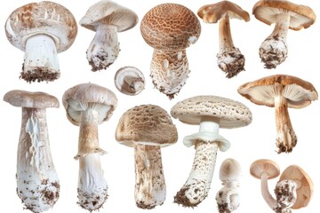 Poster - A variety of mushrooms growing on a white surface, useful for background or still life photography