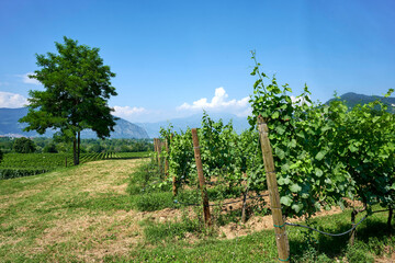 Wall Mural - vigne